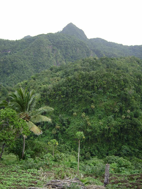 Library - 4896.jpg - Rain forest, road to Soufrier